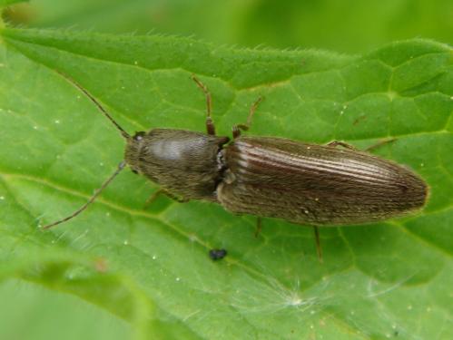 Athous haemorrhoidalis