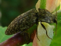 Click Beetle Adelocera murina on a branch