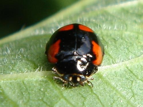 Adalia bipunctata