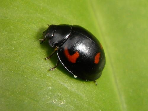 Exochomus quadripustulatus, side view