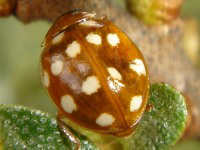 Calvia quatuordecimguttata - cream spotted lady-beetle with a dent on the right side