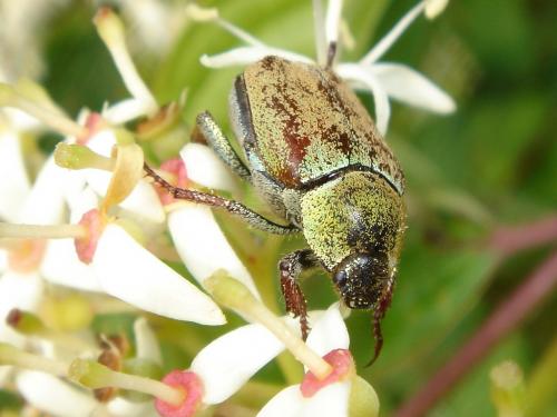 Hoplia sp.