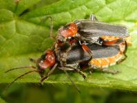 A Cantharis fusca couple copulating