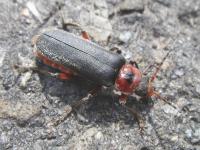 Cantharis rustica on a street