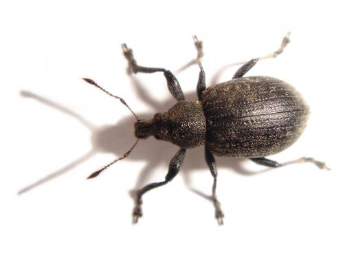 Unknown Weevil