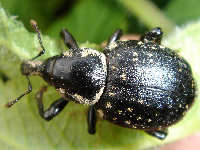 Liparus glabrirostris - one of the largest European weevils