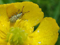 A species of the family Phyllobius on buttercup flower