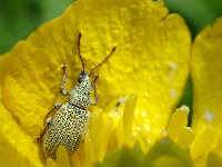 A species of the family Phyllobius on buttercup flower