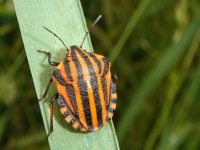 Graphosoma lineatum with very bright red color to deter predators