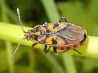 Lygaeus saxatilis - Cretan Soldier Beetle