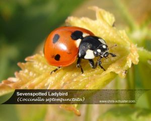 Sevenspotted Ladybug