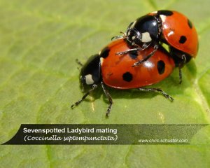 Sevenspotted Ladybug mating