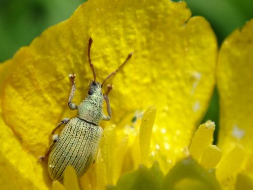 Phyllobius sp.