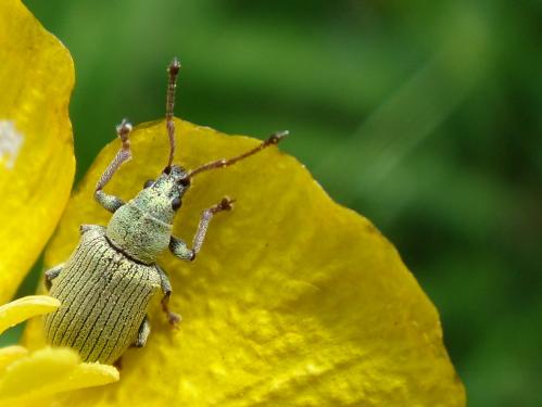 Phyllobius sp.